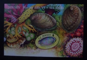Jersey Sea Shells 2006 MS MS1270 MNH UM sin montar como nuevo - Imagen 1 de 1