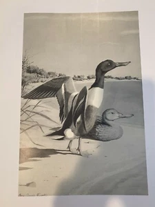 Louis Agassiz Fuertes & The Singular Beauty of Birds, "Shovelers" Print - Picture 1 of 1