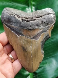 12,5 cm dente marrone dello squalo megalodonte dente di squalo fossile - Foto 1 di 8