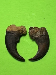 232- Claws, Badger’s Claws - Picture 1 of 7