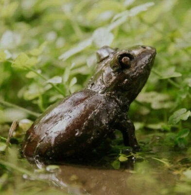 Metal Froggy Garden Ornament Pond Sculpture Art -Handmade Recycled Metal Reptile - Image 1 of 4