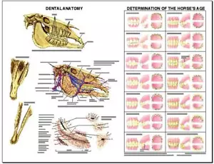 Carta da parete anatomia dentale equina #3 LFA #2538 cavallo - Foto 1 di 1