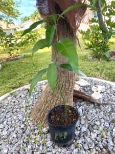19" FRUIT PUNCH  (MAGNIFERA INDICA/ZILL 80 X JAKARTA MANGO SEEDLING(NOT GRAFTED) - Picture 1 of 18