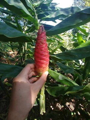 Champú jengibre rizomas solamente x2 Foto 1 de 4