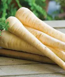 PARSNIP, HARRIS MODEL, HEIRLOOM, NON GMO, 500 SEEDS, PARSNIP SEED - Picture 1 of 1
