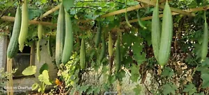30 Luffa Gourd Seeds / Mướp Hương for 2025 season. US Seller - Picture 1 of 11