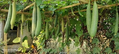 30 Luffa Gourd Seeds / Mướp Hương  for 2025 season. US Seller - Image 1 of 4