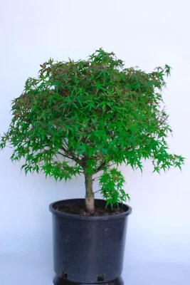 Dwarf Japanese Green Maple  'Sharp Pigmy '  Pre-Bonsai Tree - 3 Gallon - Image 1 of 2