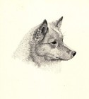 Antique Finnish Spitz Print 1935 Wardle Spitz Art Illustration CFW 5787h