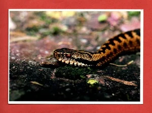 REPTILE postcard COMMON EUROPEAN VIPER snake lizard animal bird - Picture 1 of 2