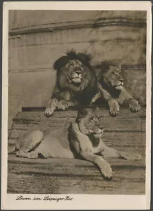 Postal Three Lions Leipzig Zoo Años 1930 De Colección Animal Europeo De Colección Gato Grande - Imagen 1 de 2