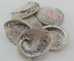 6 PZ CONCHIGLIA INCENSO SBAVATURA GUSCIO ABALONE LUCIDO UNILATERALE 4" - 5" - Foto 1 di 1