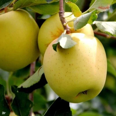 Dwarf Patio Golden Delicious Apple Fruit Tree 3-4ft in a 5 Litre Pot - Image 1 of 4
