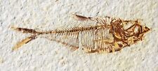 Diplomystus dentatus w/ poop• 4.0" Fossil Fish