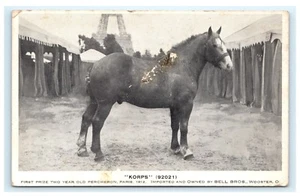 Korps 1st Prize 1912 Ohio State Fair Special Champion Horse PC Bell Bros. B8 - Picture 1 of 2