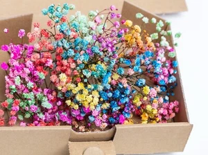 Baby breath for wedding favors, colored reserved gypsophila, 1 box 100 stems - Picture 1 of 7