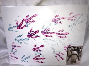 Penguin Portrait Paint Feet Foot RARE Authentic COA very expensive to have done - Picture 1 of 8