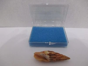 Mitra Incompta 60mm Malaga Lightfoot 1786 009S8 - Bild 1 von 2