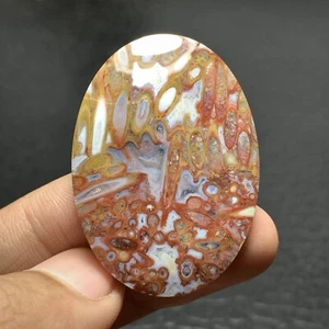 Versteinerter Palmwurzel Cabochon 40x29x5 mm hochwertig 46 ct - Bild 1 von 6