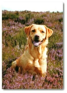 Hund - Treuer Freund - Geburtstagskarte mit Bibeltext - Hebräer 12,1-2 - EB8048 - Bild 1 von 1