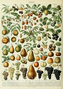 CARTA BOTANICA DELLA FRUTTA STAMPA POSTER A4 - Foto 1 di 1