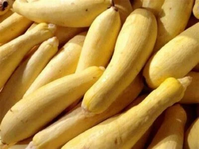 Semillas de Calabaza, Early Prolific Cuello Recto Marca "COOL BEANS N SPROUTS" Foto 1 de 3