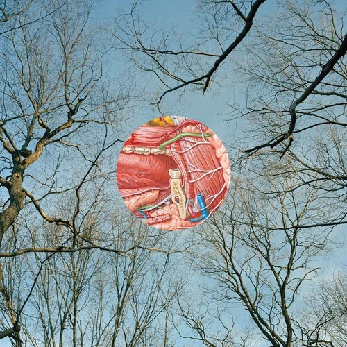 They Might Be Giants - Glean [New Vinyl LP] Clear Vinyl, Red - Image 1 of 1