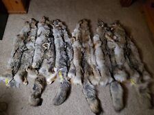Tanned coyote pelts