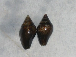 COLUMBELLA RUSTICA BLACK SET - Picture 1 of 2