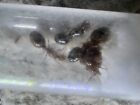 Queen Ant - Solenopsis Invicta - Feeder Insect 