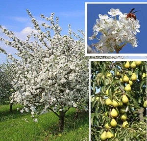 2 winterharte Wildbirnen - Obst schnellwüchsig exotisch Pflanzen für Garten - Bild 1 von 1