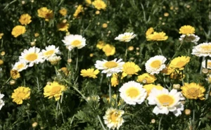 CORONA MARGHERITA DOPPIO MIX Crisantemo glebonis coronario bianco giallo fiore selvatico - Foto 1 di 4
