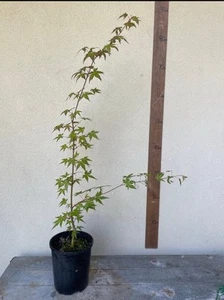 Japanese Maple (Acer palmatum) 140mm pot - Picture 1 of 1
