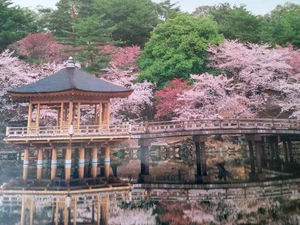 ■■■ Rare item unopened Ukimido cherry blossoms 1000p ■■■ - Picture 1 of 4