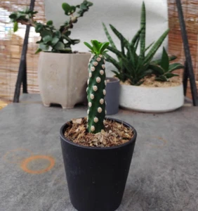 3PCS 7-10CM RareCactus Succulent  Plant euphorbia royleana Beautiful Plants Pot - Picture 1 of 4