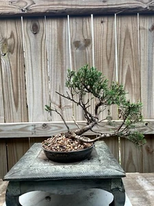 AWESOME! Juniperus Chinensis - Parsonii Juniper Pre-Bonsai, 15 Years, Huge Trunk - Picture 1 of 11