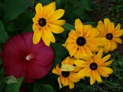 300+ US Native Perennial Large Daisy Seeds.Yellow Large Flowers. - Image 1 of 4