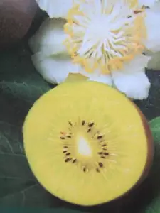 Kiwi-Pflanze 'Gold' gelbe Kiwi Pflanze 150-170cm Winterhart Actinidia veredelt - Bild 1 von 3