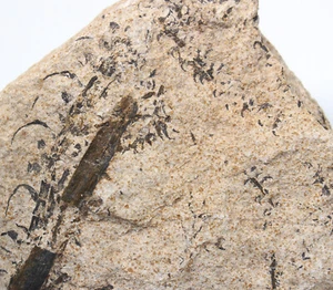 Pflanze, Konifere, Walchia piniformis, Perm, Idar-Oberstein, Deutschland -eb7363 - Picture 1 of 5