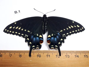 Unmounted Butterfly insects moth, Lepidoptera Papilionidae. North america Quebec - Picture 1 of 2