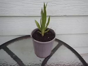 DRACAENA DRACO - DRAGON TREE 100MM POT - Picture 1 of 8
