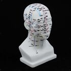 Human Head Acupuncture Head Model Scalp Pin Model 8'' Height