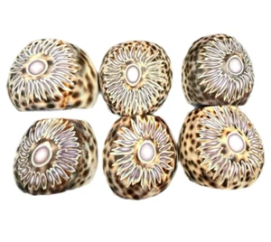 Carved Cowrie Shell Flower Design Napkin Rings (6) - Picture 1 of 10