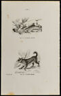 1867 - Chien terrier à poil ras et d’Écosse - Gravure ancienne - Cynologie