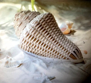Longaberger Weavers 2024 Woven Conch Shell Basket-Please Read-NEW-SHIPS FREE!!! - Picture 1 of 7