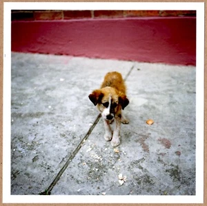 SIGNED - ALEC SOTH - DOG DAYS BOGOTA, COLOMBIA, 2003 - LTD 6" x 6" MAGNUM PRINT - Picture 1 of 2