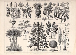 Stampa botanica arachidi ananas bambù quinoa riso vera stampa antica Meyers - Foto 1 di 2