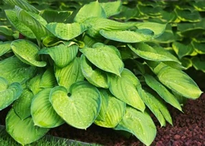 1 GRAM (ABOUT 150) HOSTA FLOWER SEEDS WHITE PERENNIAL FLOWERS - Picture 1 of 3