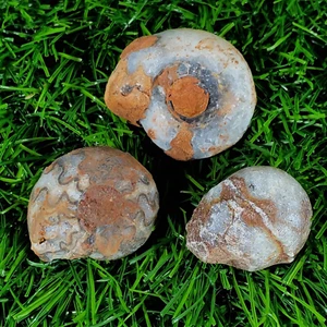Special Price! 65G Beautifull Bundle Pack Permian Whole Permian Ammonite Fossil - Picture 1 of 7