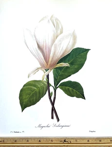 Redoute Flowers #77 MAGNOLIA SOULANGIANA BOTANICAL ART BK Plate SUPERB PRINT! - Picture 1 of 1
